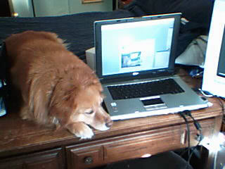 goldie-desk002.jpg