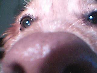goldie005.jpg
