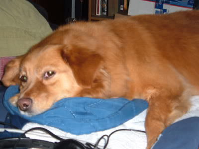 goldie021.jpg